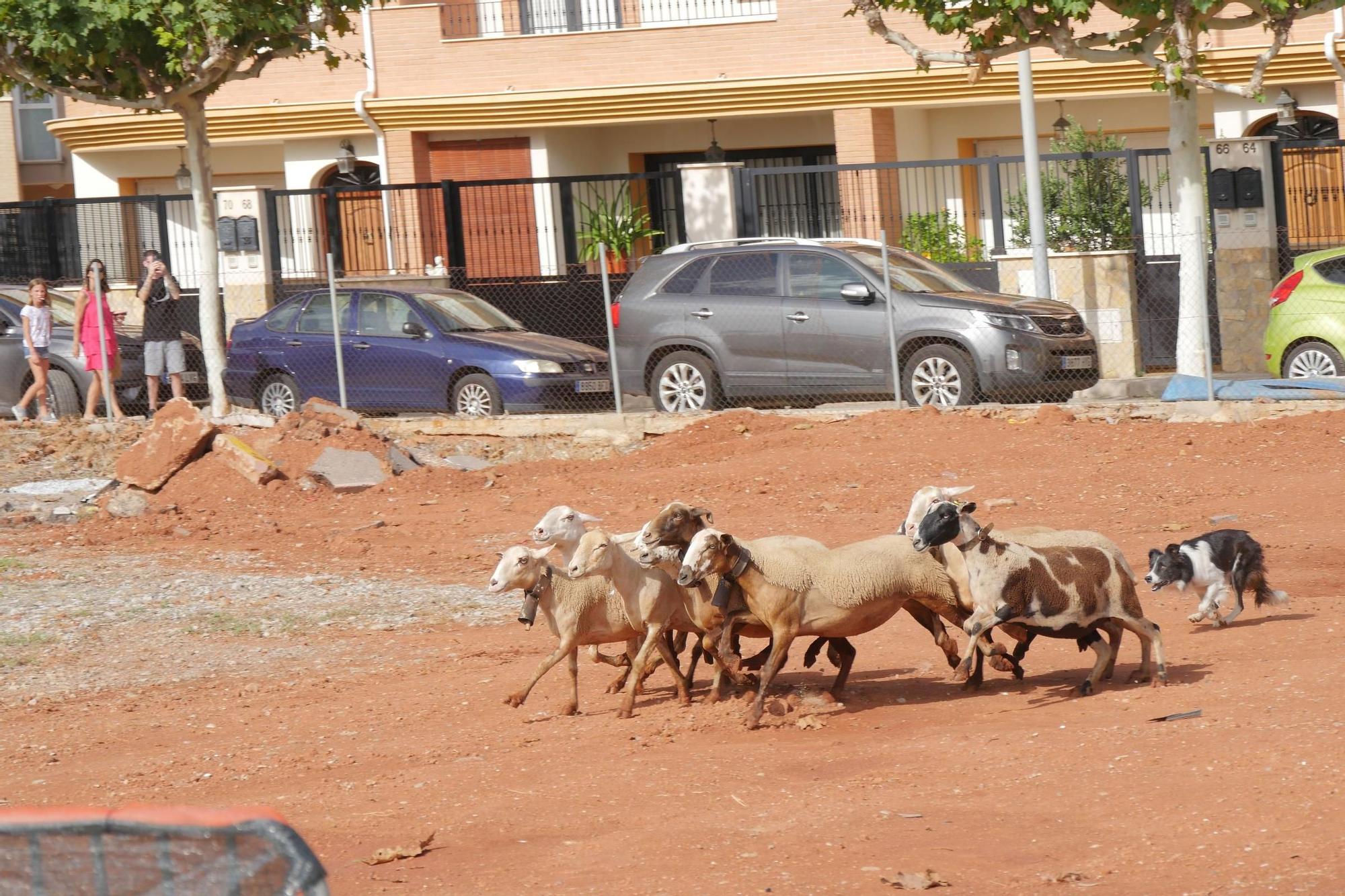 La Fira Agrícola de Nules, en imágenes