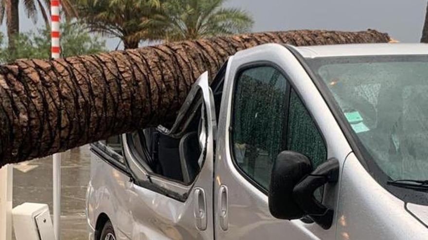 Una palmera va caure al damunt d&#039;una furgoneta a Roses