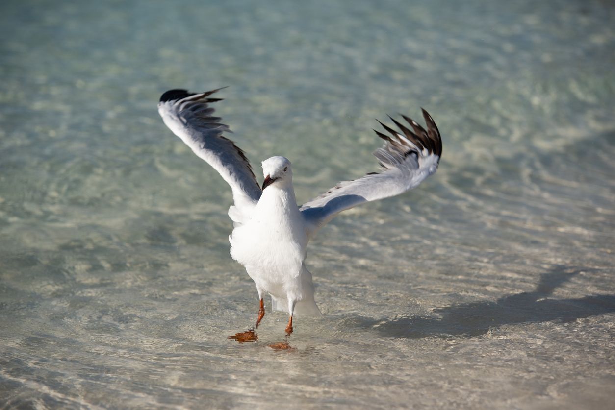 La biodiversidad en Whitehaven Beach y sus alrededores es impresionante.