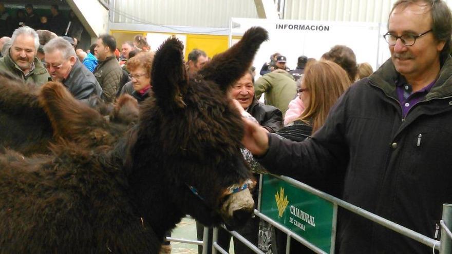 Ambiente en la feria de burros en San Vitero