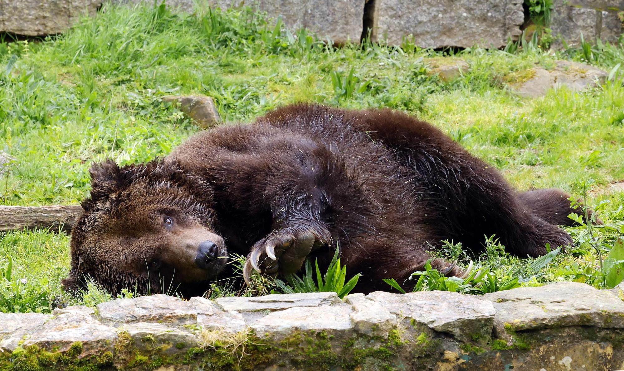 El oso Carmo posa para Faro de Vigo mientras espera un hogar