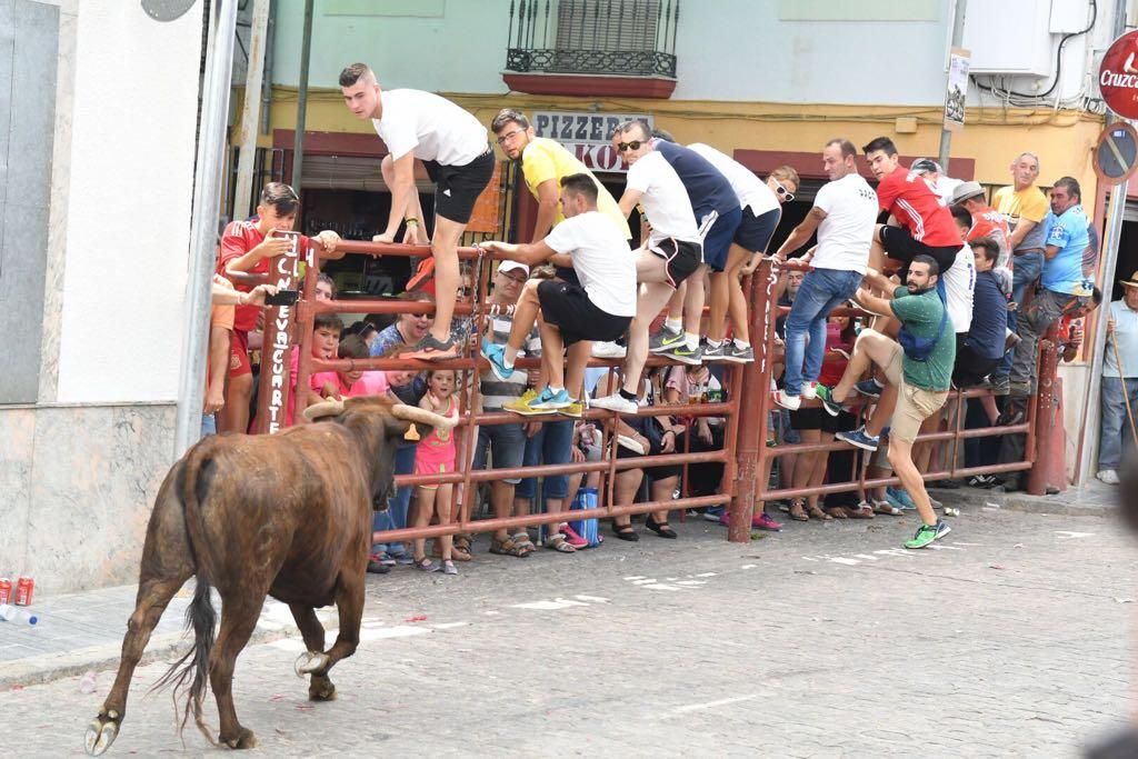 Fotogalería / Encierro de las vacas de El Viso