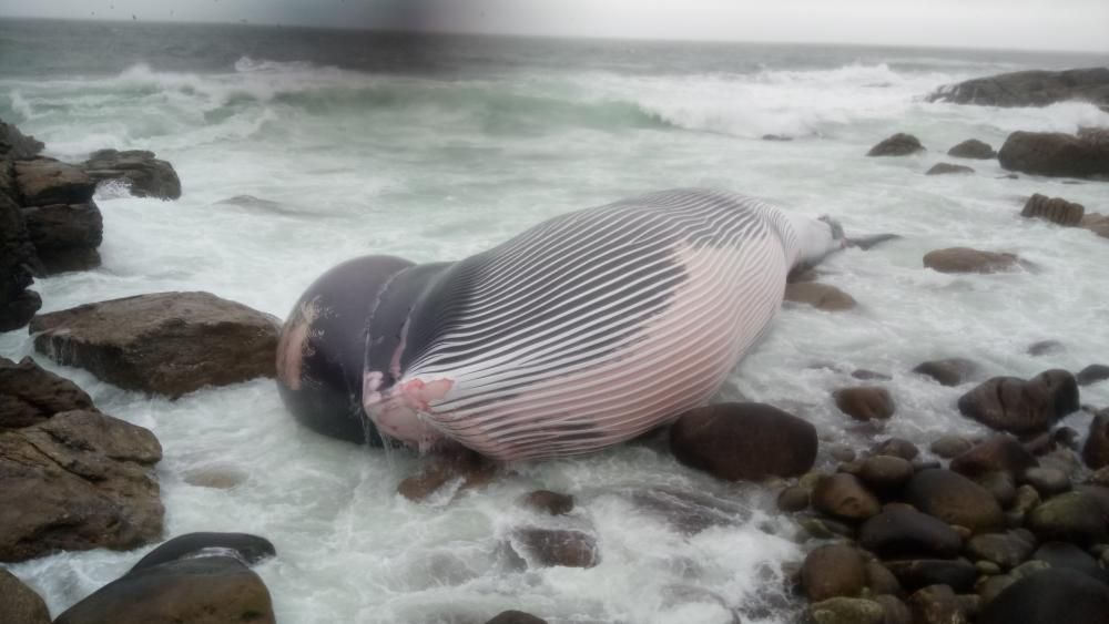 La ballena varada de Oia