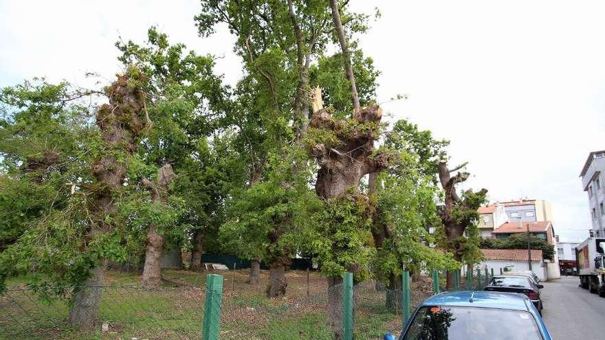 La poda fue efectuada en los robles próximos al cruce de la Nacional 525.  // Bernabé/Gutier