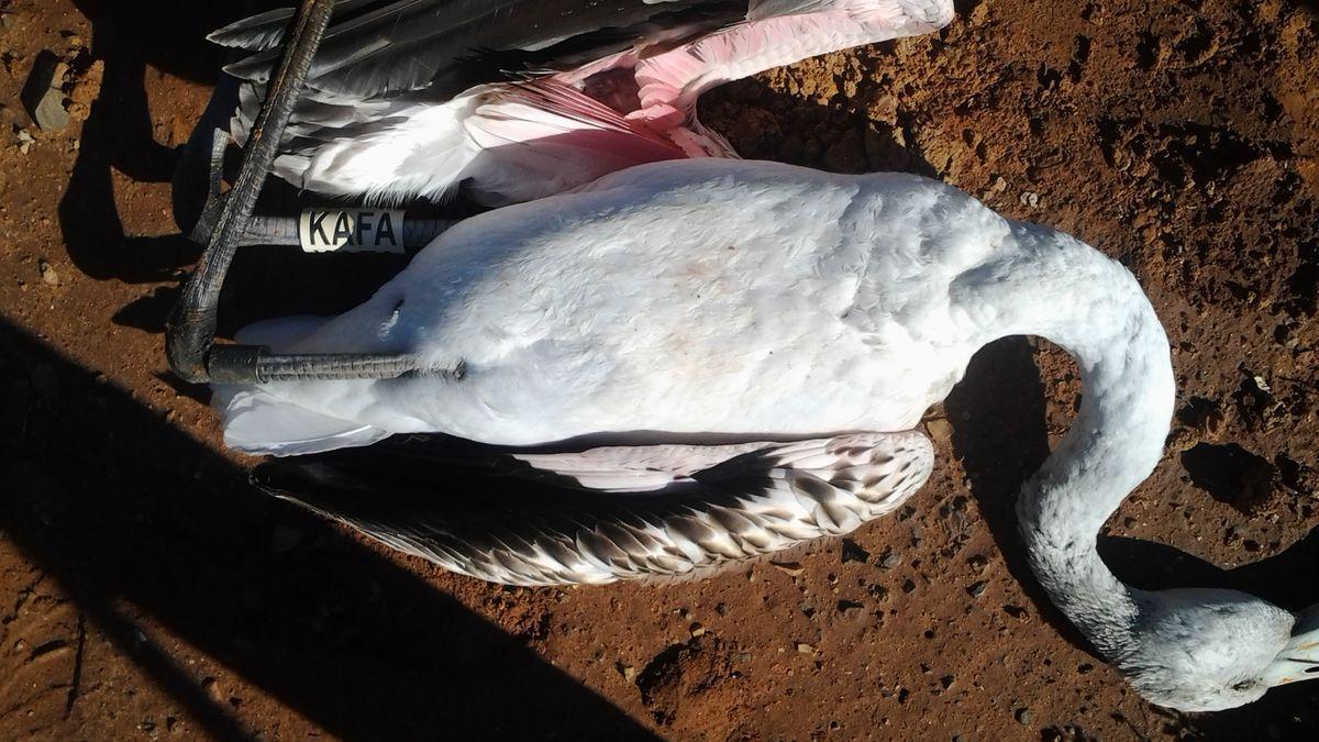 Un flamenco hallado muerto en ses Salines de Eivissa.