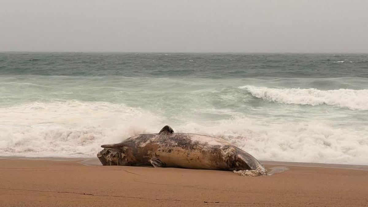 El temporal arrossega una balena morta fins a la costa de Platja d'Aro