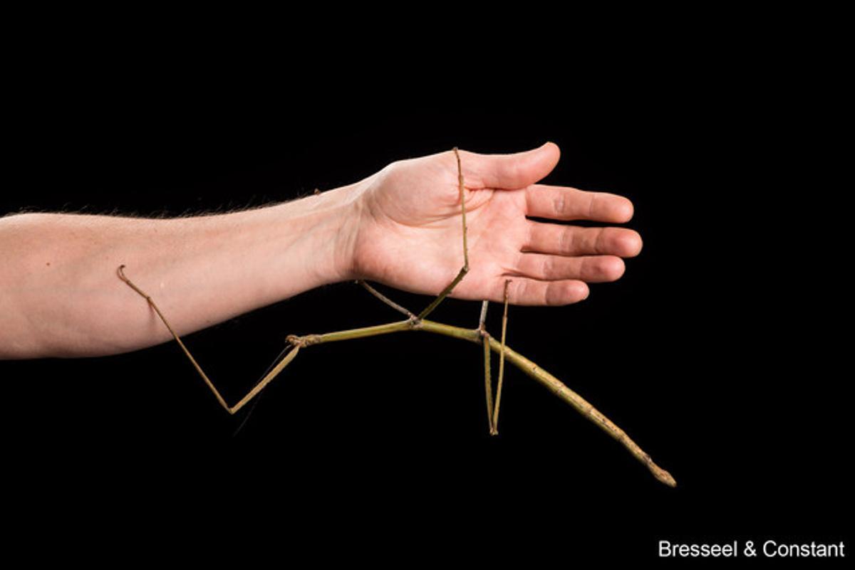 Aunque este nuevo insecto palo no es el más largo de mundo, pertenece a una familia conocida como palitos gigantes. Se conoce como Phryganistria tamdaoensis y tiene cerca de 23 cm de largo y es un maestro del camuflaje. Encontrado en el Parque Nacional de Tam Dao (Vietnam), ha pasado desapercibido durante años para los entomólogos que trabajan en la región. Este insecto palo gigante se puede observar en vivo en Bruselas, en el Royan Belgian Institute of Nature Sciences. El insecto palo más largo que se conoce es el Phobaeticus Chani que, con más de 56 cm, fue encontrado en Nueva Guinea.