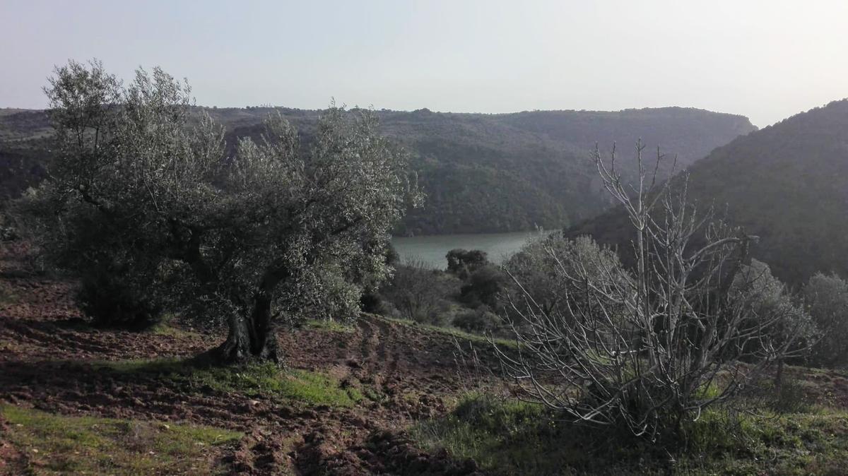 Olivar de Pago Los Bichos en pleno arribanzo.