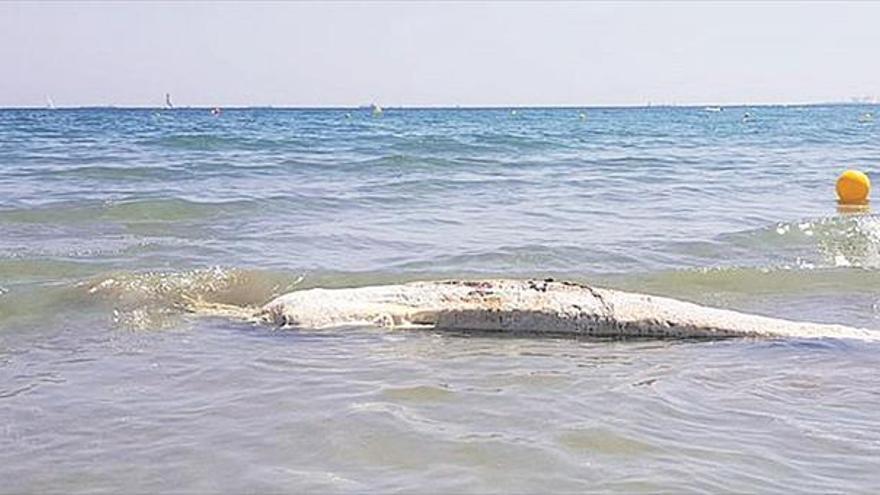 Aparece una ballena muerta en Benicàssim que obliga a prohibir el baño en la Almadraba