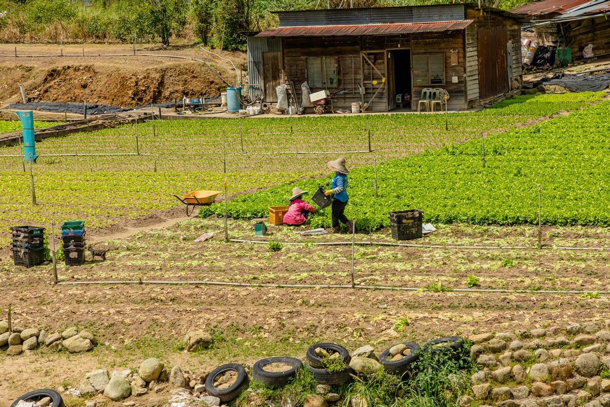 Campos de té Malasia Expedición VIAJAR Malasia y Singapur