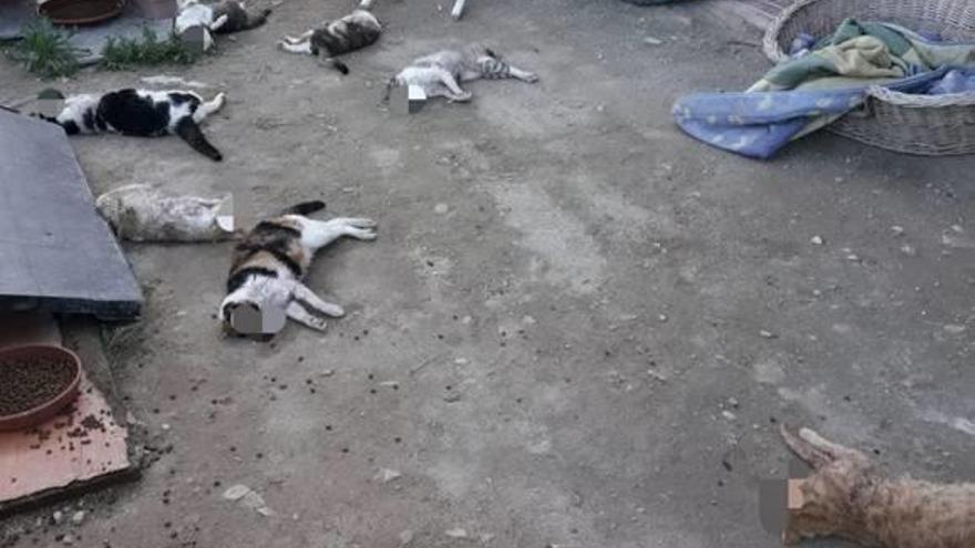 Investigan la muerte a golpes de nueve gatos en un albergue en San Vicente