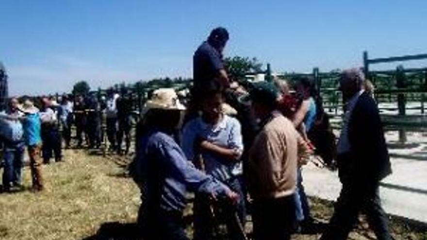 CABALLOS Y BURROS ENLA FERIA DE ROBLEDILLO