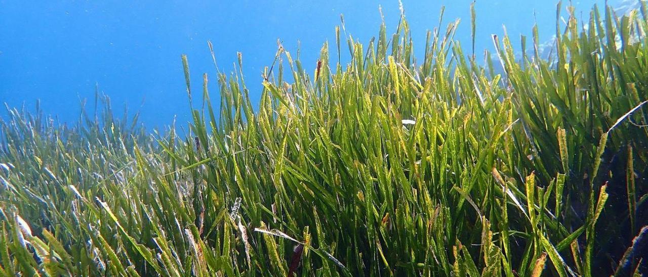 Ejemplares de posidonia oceánica, una especie emblemática del mar Mediterráneo y ahora amenazada por la crisis climática.