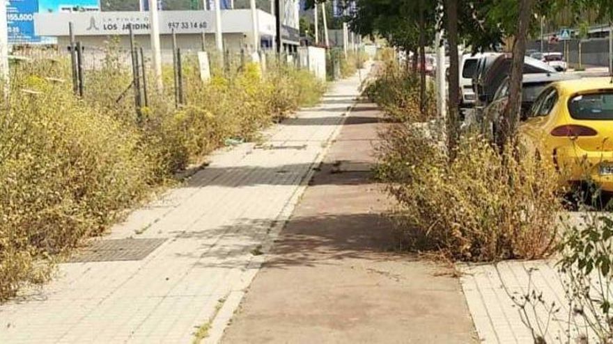 Maleza creciente en una calle de Córdoba.