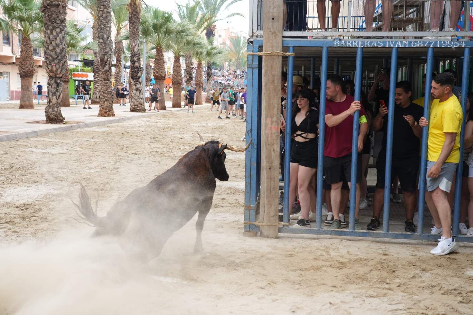 El Grau da inicio a las fiestas de Sant Pere con pólvora, bous y música