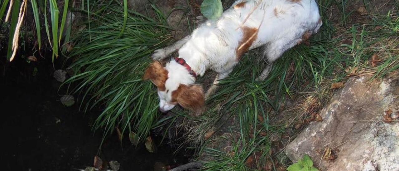 La perra &quot;Lola&quot; observa dos truchas muertas en el parque de La Fresneda.