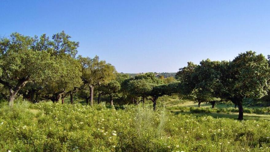 La Junta descataloga 4,5 hectáreas de la dehesa boyal de Santibáñez el Bajo y abre la posibilidad a crear un polígono industrial
