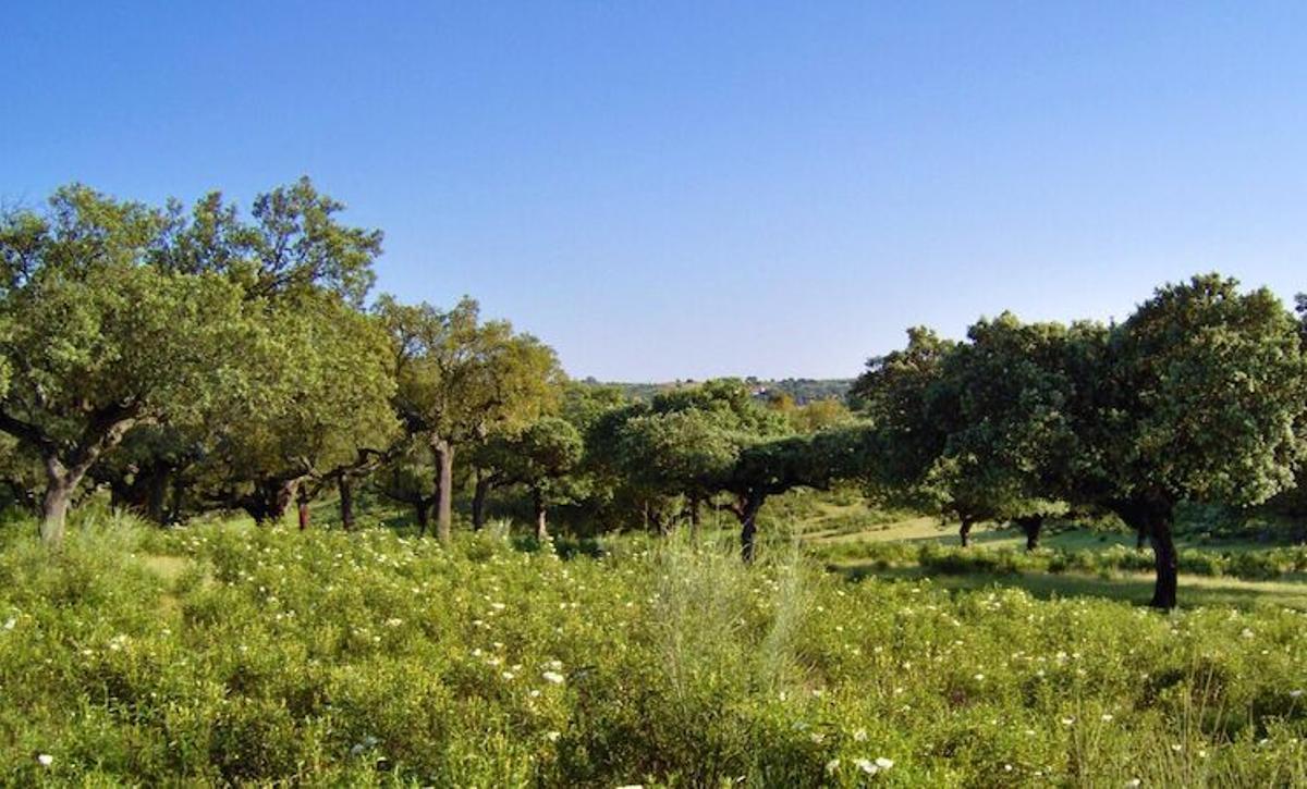 Dehesa boyal de Santibáñez el Bajo.