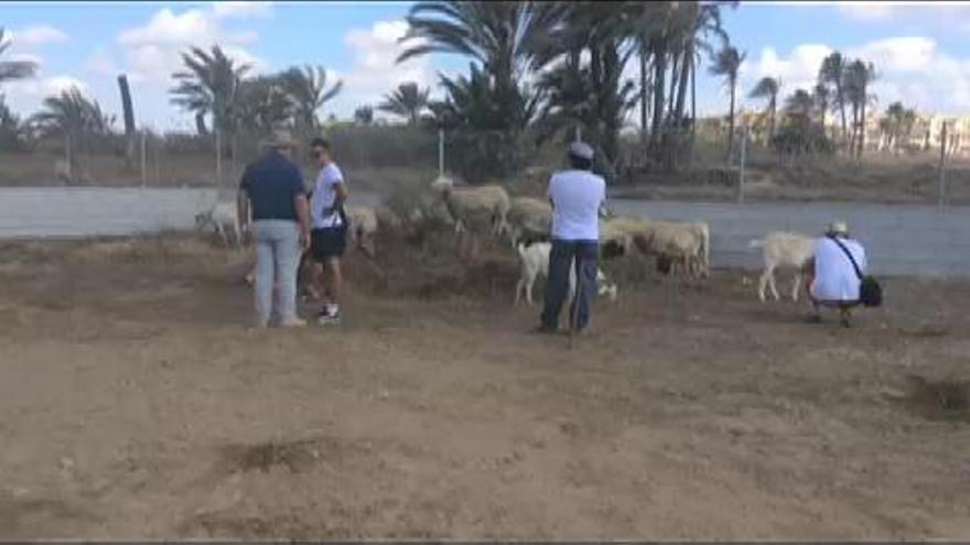 Marcha contra el muro de Ferrís en Torrevieja