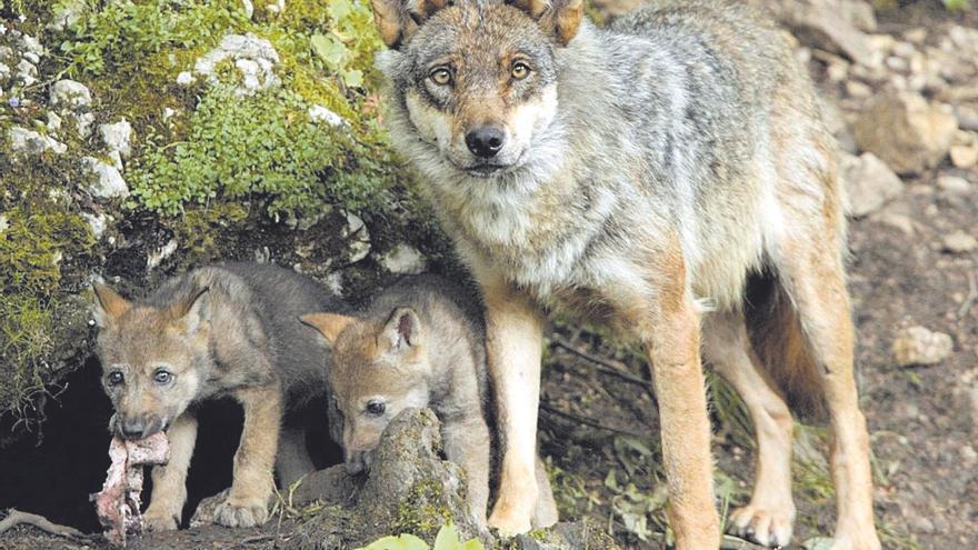 Más lobos en Europa, más protección para nuestros ganaderos