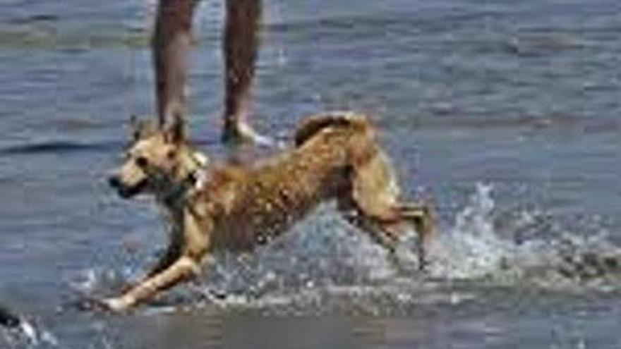 Mascota en la playa para perros.