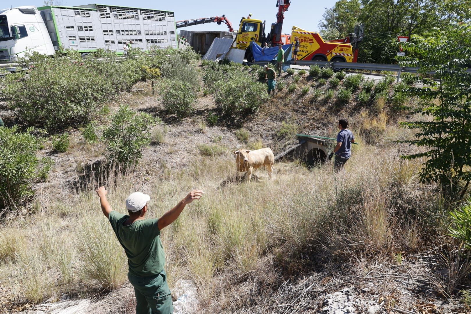 Un trailer con 40 toros vuelca en la A-3 a su paso por Buñol