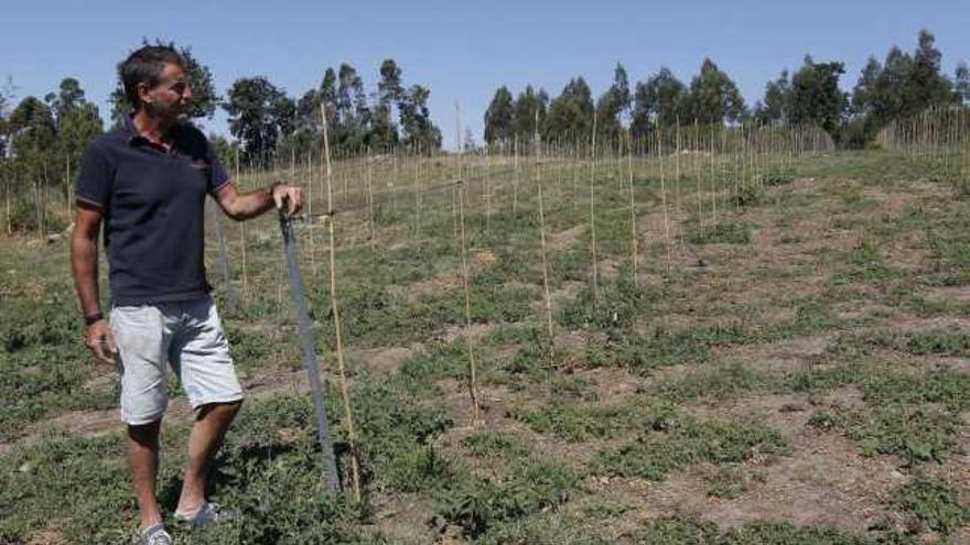 Uxío González señala uno de los castaños que plantó su comunidad, Saiáns, para obtener castañas y hongos.