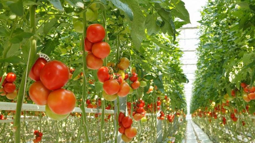 El tomate, el alimento más versátil de la huerta de Castellón