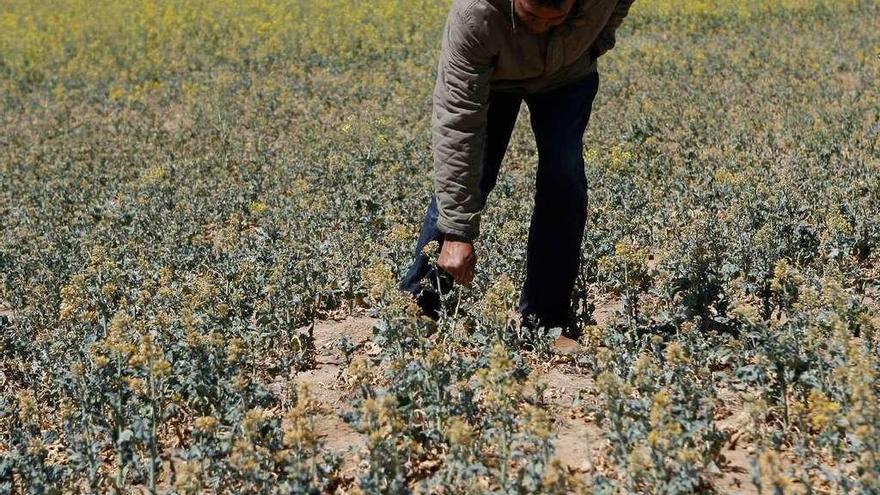 Un agricultor saucano muestra un campo de colza seco en esta campaña.