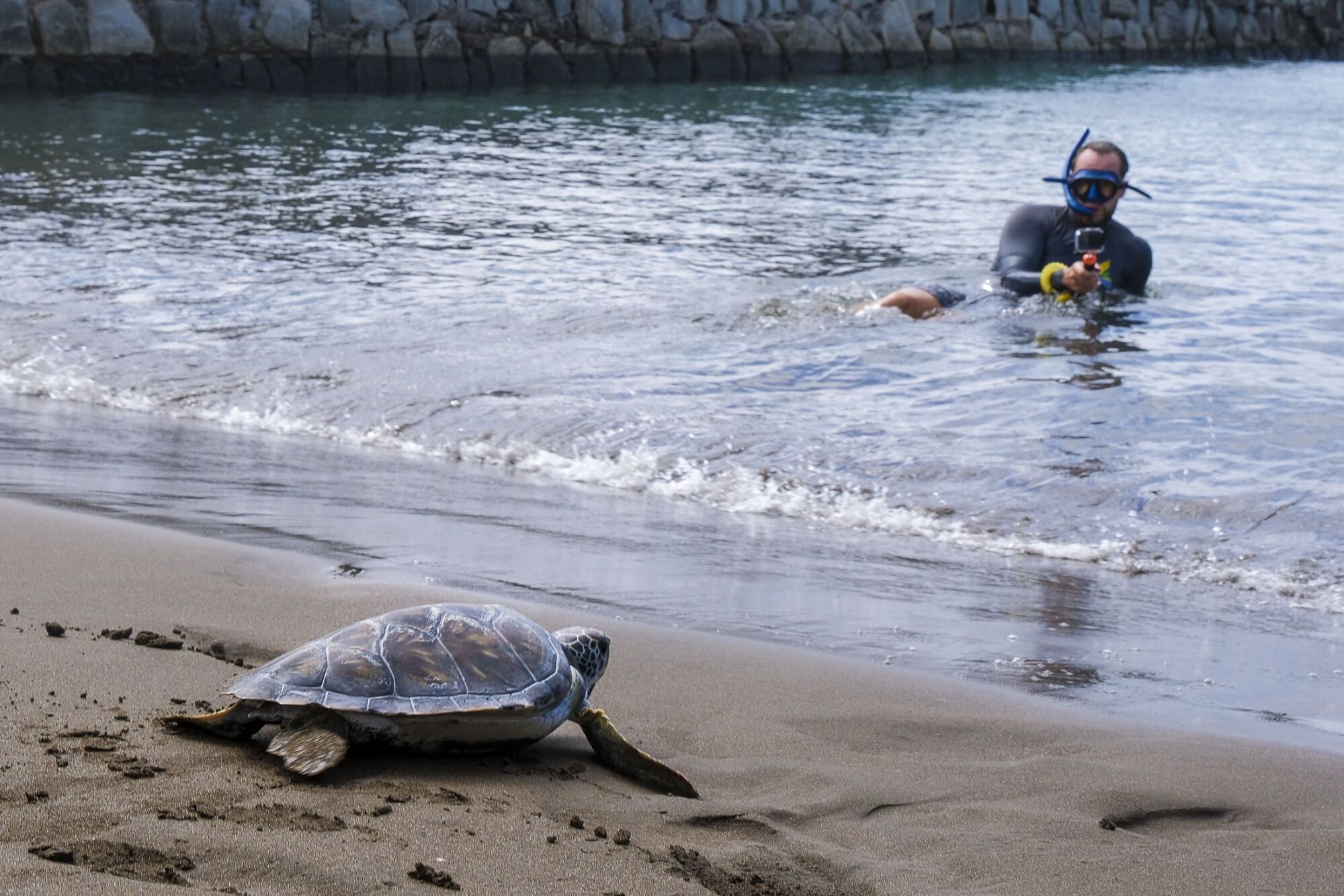 Liberan una tortuga en Telde