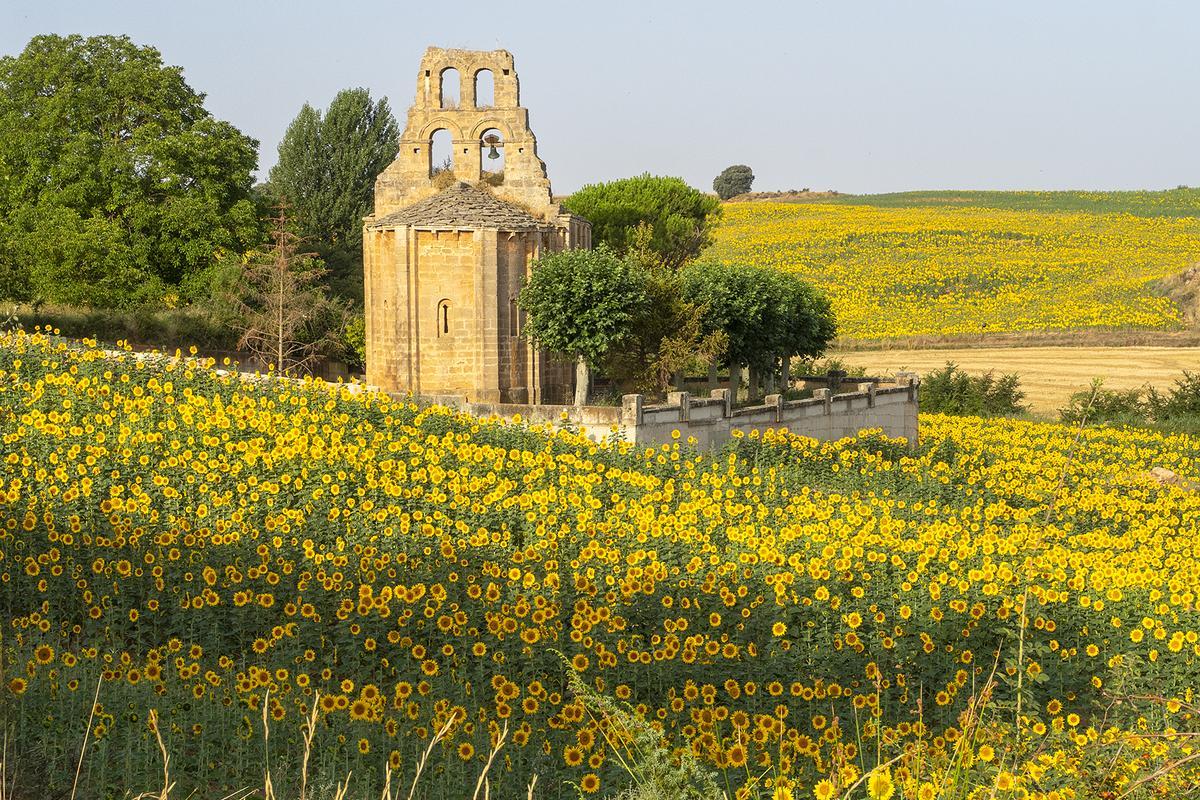 Briviesca, la capital de los girasoles