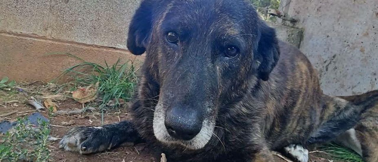 Perros mayores rescatados por la protectora. | // FDV Perros mayores rescatados por la protectora. | // FDV