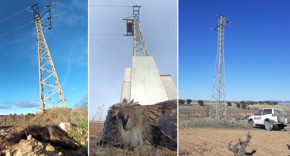 Una garduña y un búho real muertos por electrocución y una inspección de torres de alta tensión.