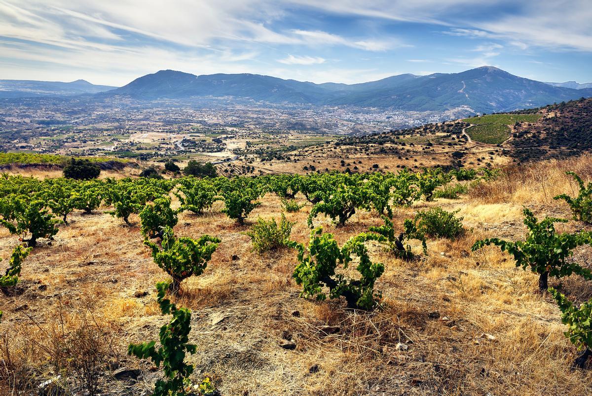 Viñedos en Cebreros