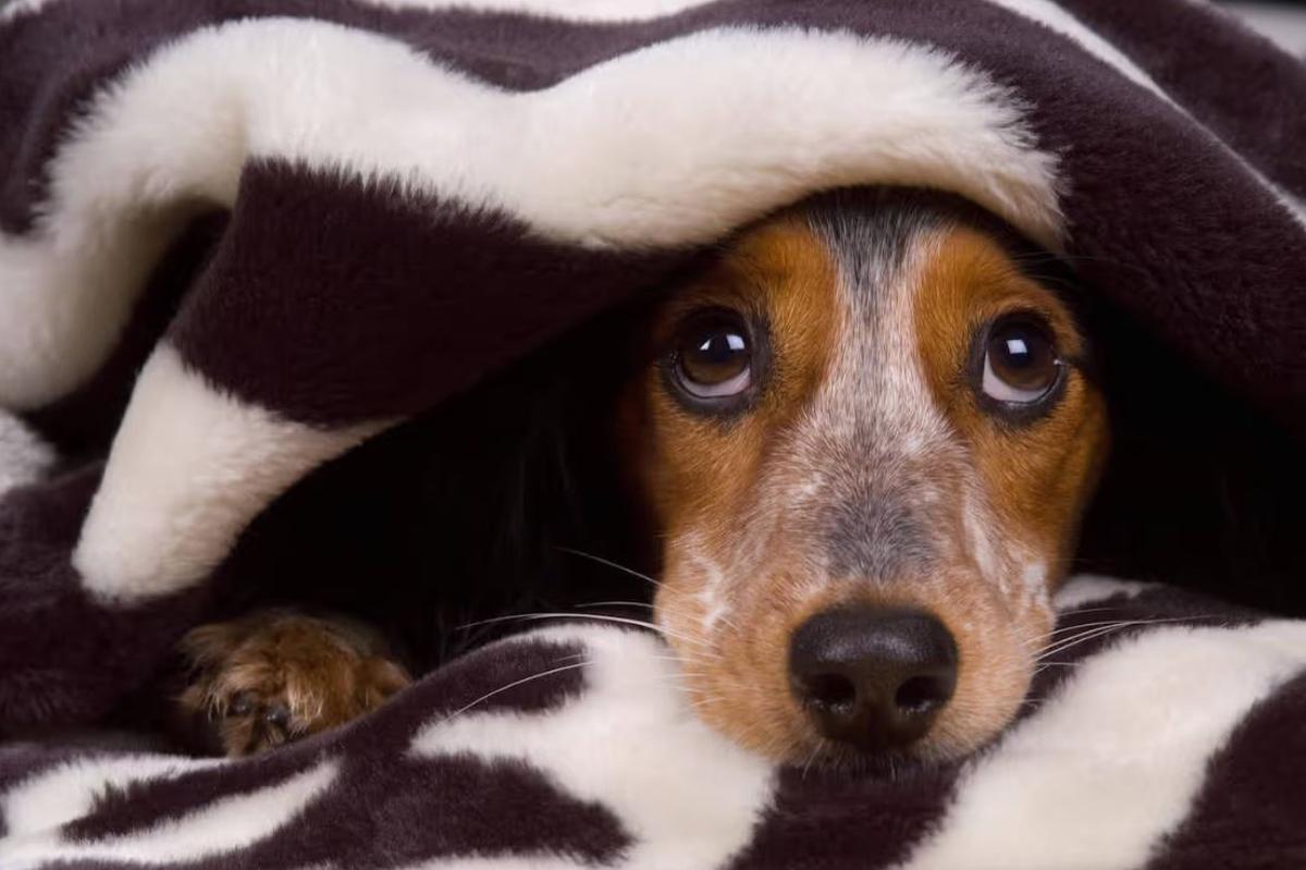 Hay que observar algunas reglas en caso de que el perro tema al ruido