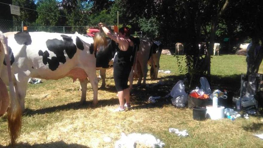 Una concursante acicala la cola de sus ejemplares de frisona antes de desfilar.