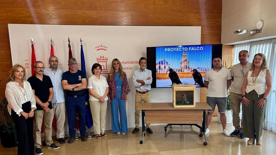 Cuatro nuevos halcones peregrinos reforzarán en Murcia el co