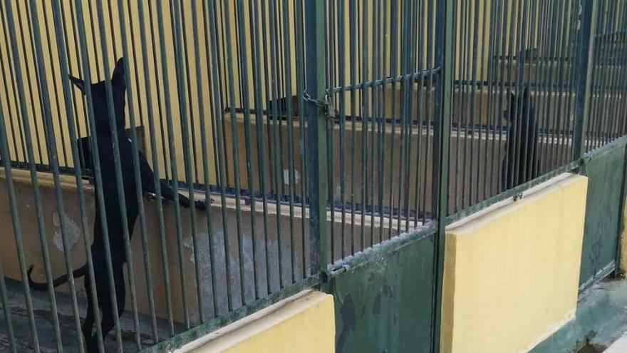 Cort achaca el ataque de un perro en Son Reus a un "infortunio" y reivindica un aumento "notable" de los recursos