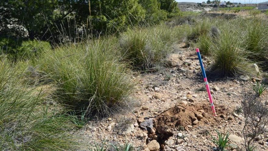 Uno de los campos de experimentación.