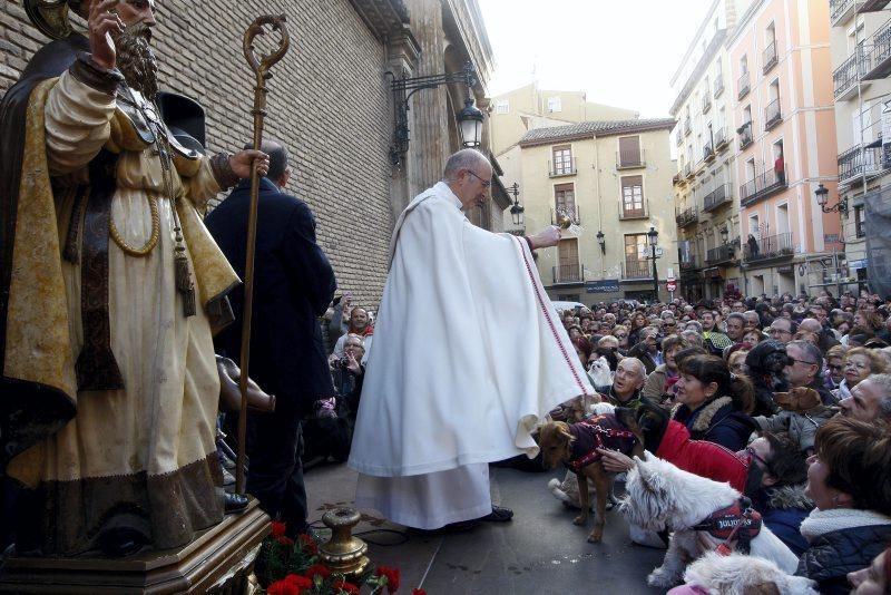 Celebración de San Antón, bendición de los animales