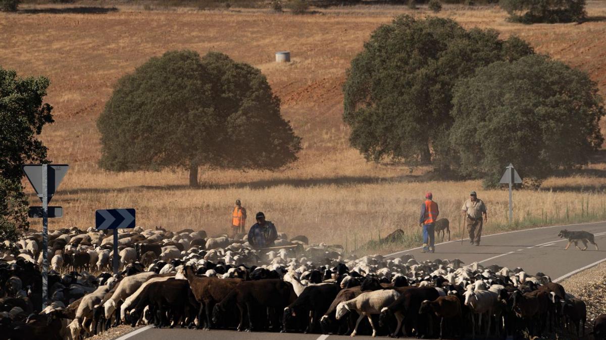 Paso de las ovejas por la carretera desde Faramontanos hacia Fontanillas de Castro. | José Luis Fernández