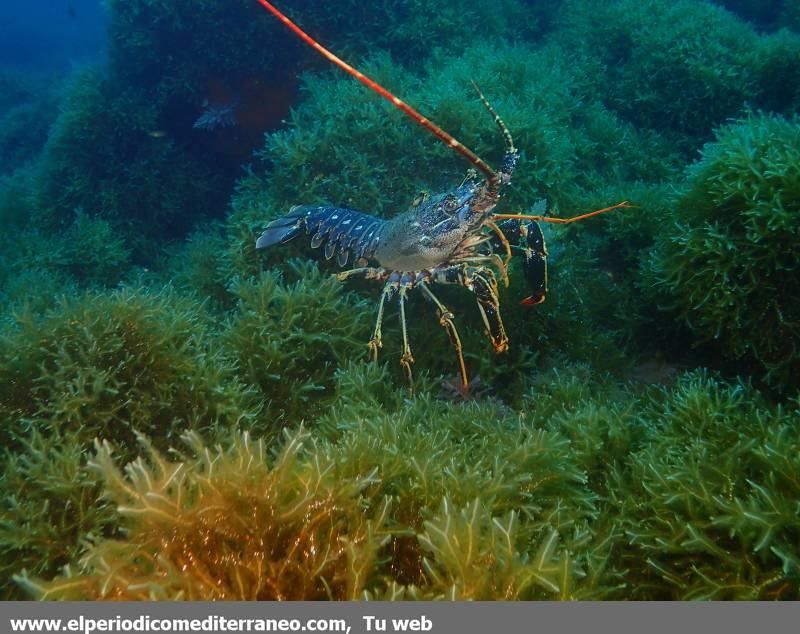 Submarinismo en Castellón