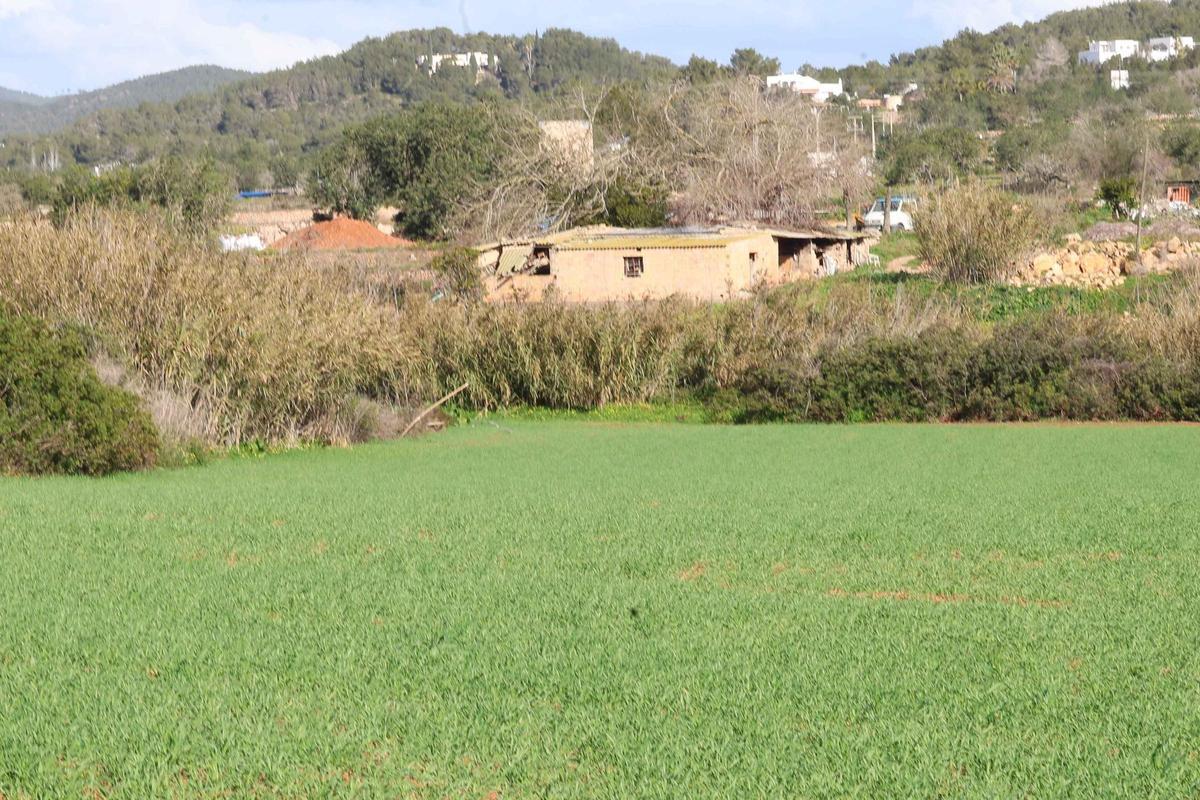 Los agricultores de Ibiza vuelven a sembrar cereal y forraje Los agricultores de Ibiza vuelven a sembrar cereal y forraje
