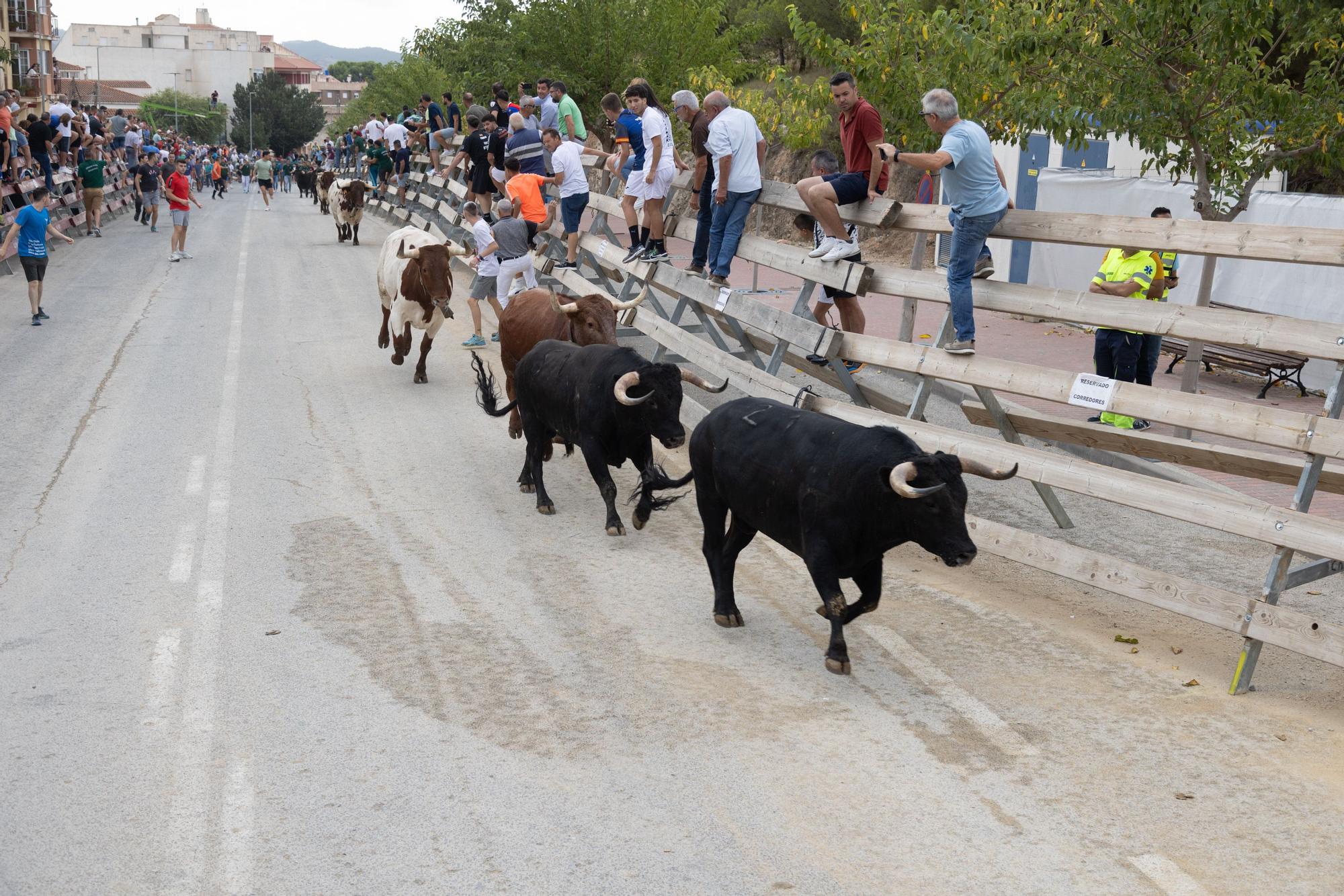 Tercer encierro de la Feria Taurina del Arroz en Calasparra