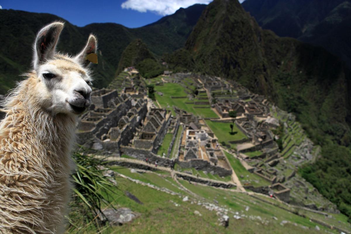Llama en Machu Picchu mirando a cámara