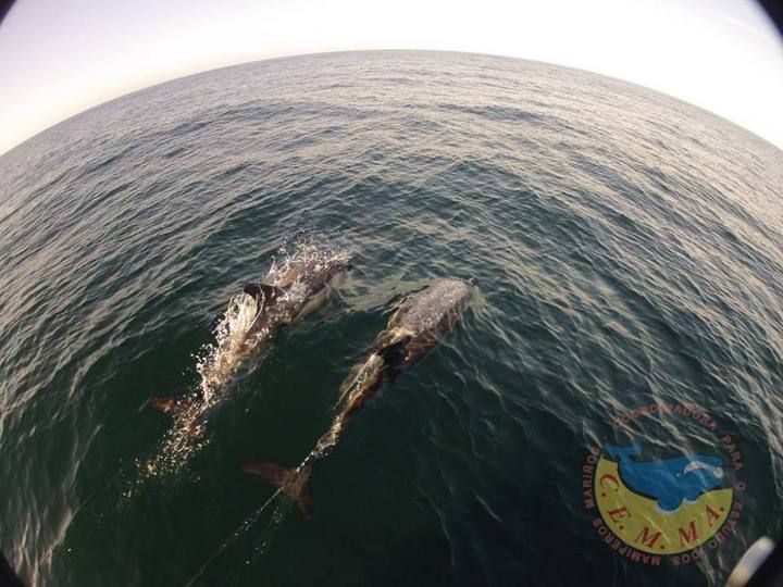 Y de repente...¡orcas en Galicia!