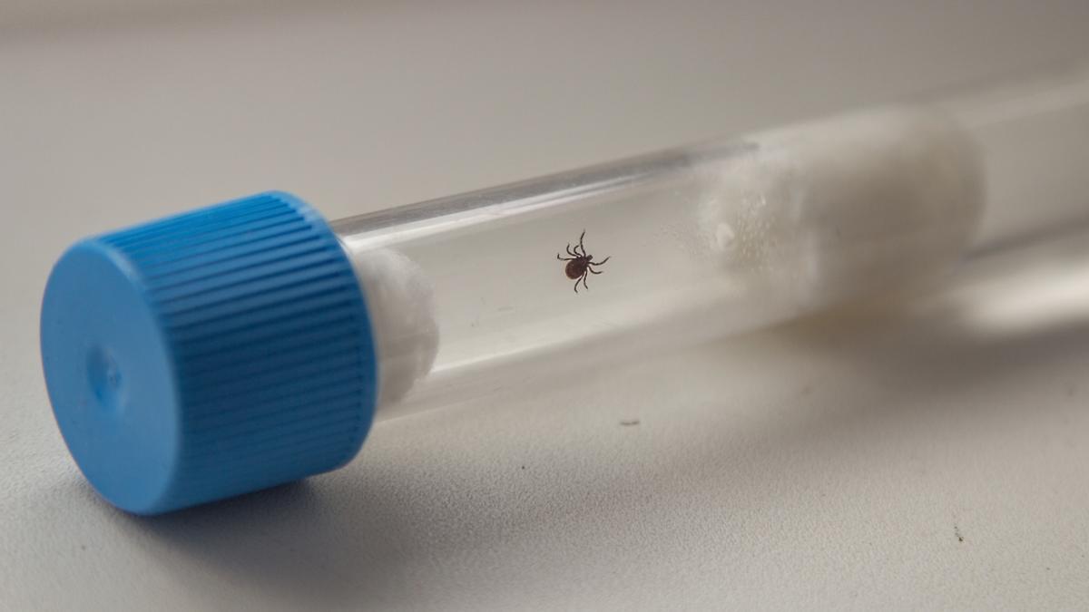 Las garrapatas, transmisoras potenciales del virus Crimea Congo.