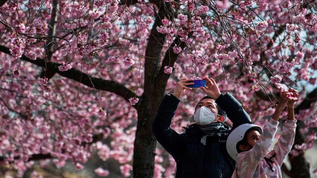 CIruelos florecidos en un parque de Estocolmo