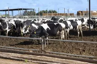 Indignación y alivio entre los ganaderos de Canarias al destaparse la trama fraude con las ayudas de la UE