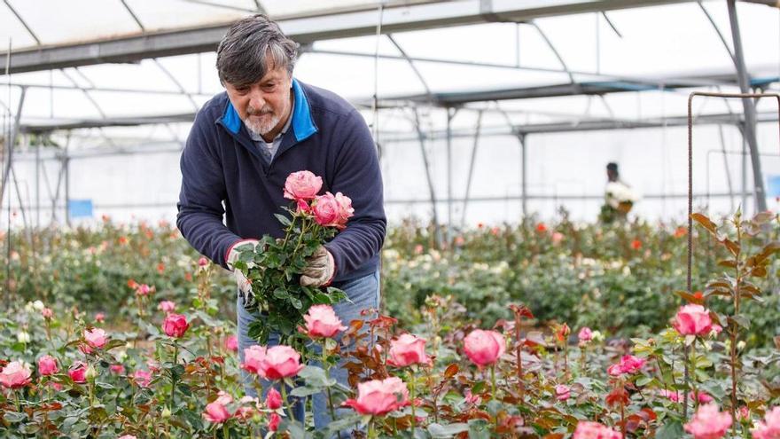 Joaquim Pons, l&#039;últim productor de roses de Sant Jordi catalanes: &quot;No és econòmicament factible&quot;